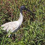 Молуккский ибис / Threskiornis molucca
