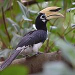 Белоклювая птица-носорог / Anthracoceros albirostris