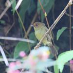 Hazel-fronted Pygmy Tyrant / Pseudotriccus simplex
