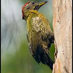 Streak-breasted Woodpecker / Picus viridanus