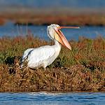 Кудрявый пеликан / Pelecanus crispus