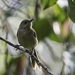 Moheli Brush Warbler / Nesillas mariae