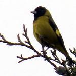 Гватемальский чиж / Spinus atriceps