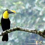 Choco Toucan / Ramphastos brevis