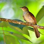 Buff-vented Bulbul / Iole crypta