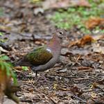 Австралийская изумрудная горлица / Chalcophaps longirostris