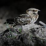 Острохвостый козодой / Hydropsalis torquata