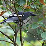 White-winged Cuckooshrike / Edolisoma ostentum