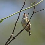 White-bellied Pygmy Tyrant / Myiornis albiventris