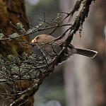 Great Parrotbill / Paradoxornis aemodius