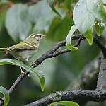 Эмейская пеночка / Phylloscopus emeiensis