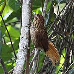 Striated Softtail / Thripophaga macroura