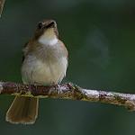 Grey-chested Jungle Flycatcher / Cyornis umbratilis