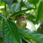 Kaempfer's Tody-Tyrant / Hemitriccus kaempferi