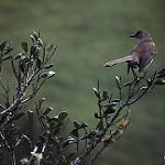 Сокоррский пересмешник / Mimus graysoni