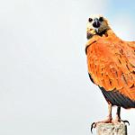 Канюк-рыболов / Busarellus nigricollis