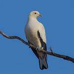 Двуцветный плодовый голубь / Ducula bicolor