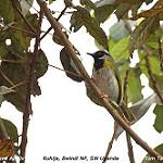 Рувензорский апалис / Apalis personata