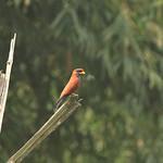 Синегорлый широкорот / Eurystomus gularis