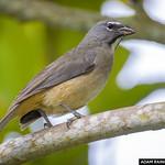 Saltator olivascens