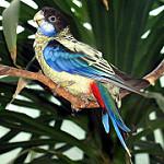 Черноголовая розелла / Platycercus venustus