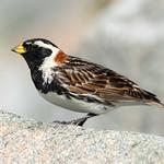 Лапландский подорожник / Calcarius lapponicus