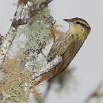 Остроклювый акробат / Heliobletus contaminatus