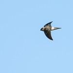 Himalayan Swiftlet / Aerodramus brevirostris
