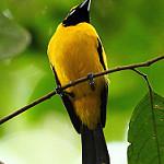 Золотой монарх / Carterornis chrysomela