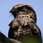 Philippine Nightjar / Caprimulgus manillensis
