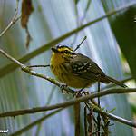 Yellow-browed Antbird / Hypocnemis hypoxantha