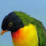 Handsome Fruiteater / Pipreola formosa