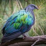 Nicobar Pigeon / Caloenas nicobarica