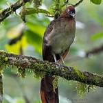Rufous-headed Chachalaca / Ortalis erythroptera