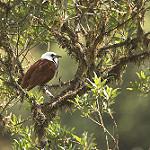Three-wattled Bellbird / Procnias tricarunculatus