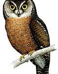 Биакская совка / Otus beccarii
