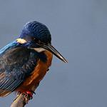 Кобальтовый зимородок / Alcedo semitorquata