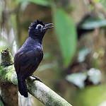 Sooty Antbird / Hafferia fortis