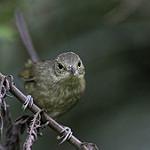 Anjouan Brush Warbler / Nesillas longicaudata