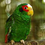 Юкатанский амазон / Amazona xantholora
