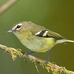Желтополосый виреон / Vireo carmioli
