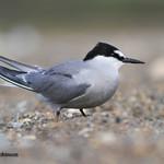 Aleutian Tern / Onychoprion aleuticus