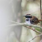 White-bibbed Antbird / Myrmoderus loricatus
