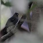 Riparian Antbird / Cercomacroides fuscicauda