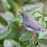 Sharpe's Apalis / Apalis sharpii