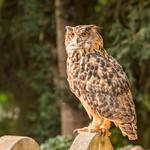 Совообразные / Strigiformes фото