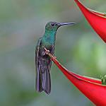 Bronze-tailed Plumeleteer / Chalybura urochrysia