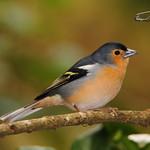 Fringilla canariensis