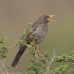 Йеменский дрозд / Turdus menachensis