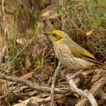 Yellow-plumed Honeyeater / Ptilotula ornata
